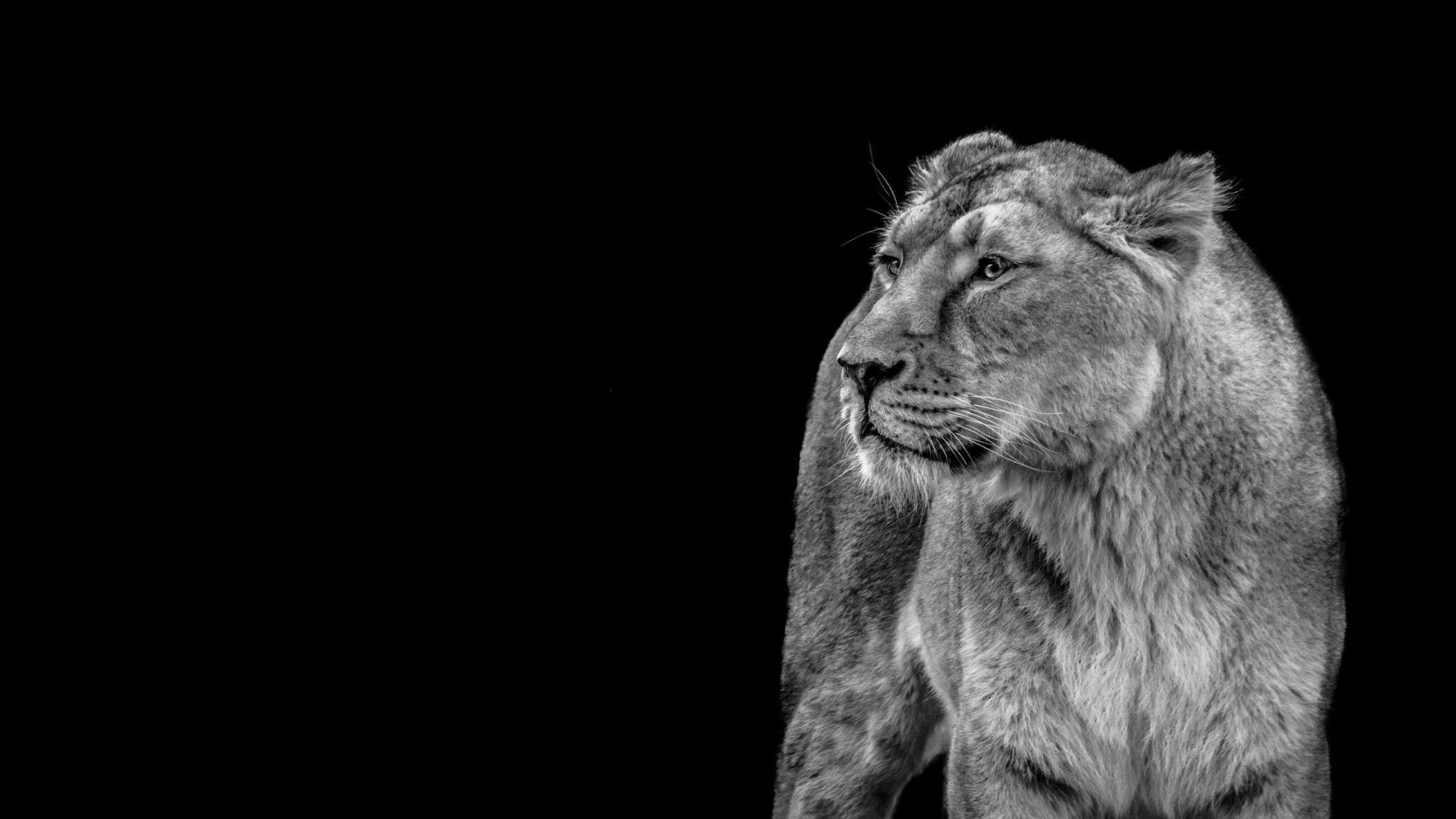 Lion on Black Background